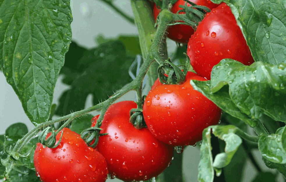 SAVRŠENA ČORBA ZA LAGANU VEČERU : Od paradajza po vašem ukusu