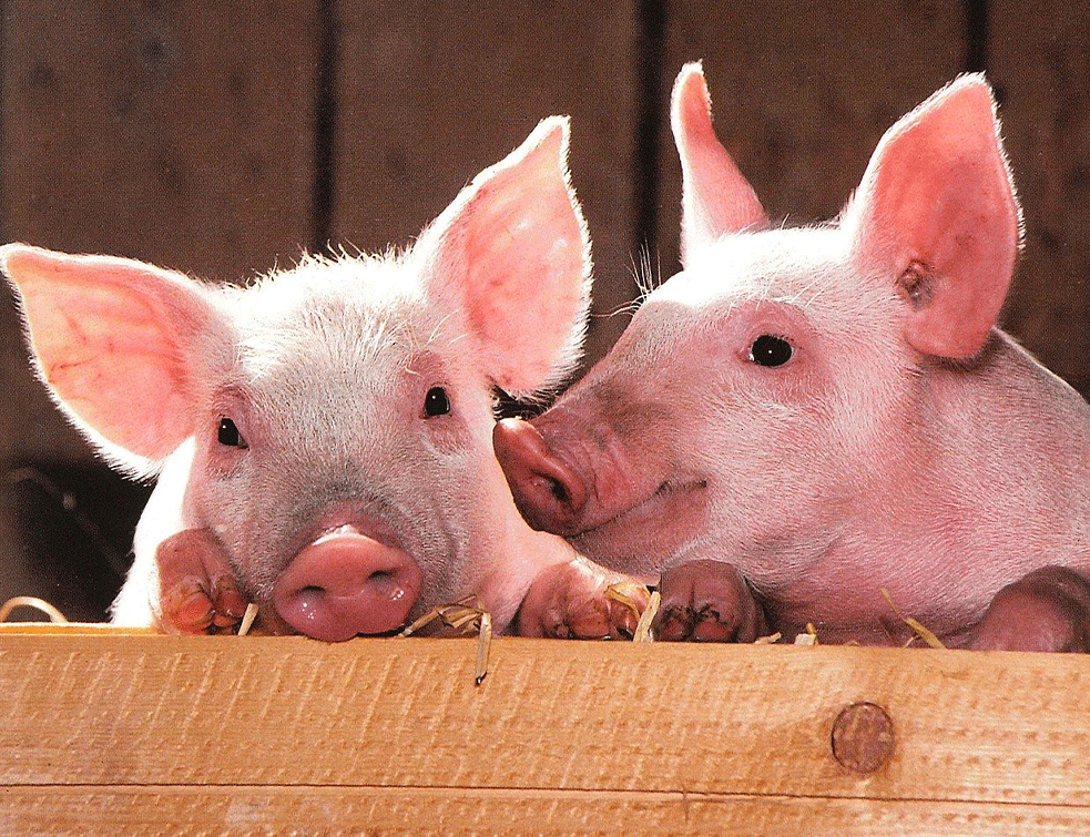  U južnom Banatu eutanazija svinja zbog pojave afričke kuge