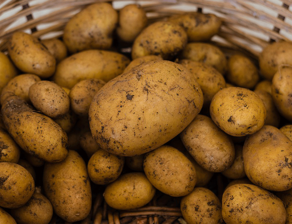 KAKO NAPRAVITI OMILJENO JELO NA BALKANU? Pita krompiruša prste da poližeš (RECEPT)