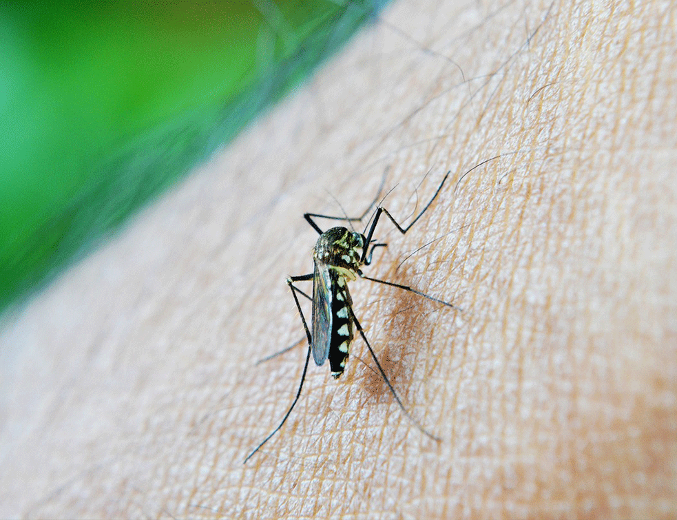 Stiglo upozorenje zbog bolesti koje šire <span style='color:red;'><b>komarci</b></span>: Kako prepoznati zaraze