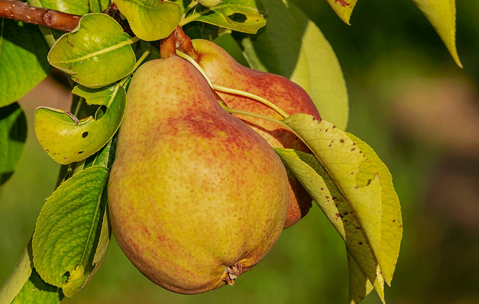 KRUŠKA IMA VELIKE PREDNOSTI : Stručnjaci otkrivaju šta može ova voćka