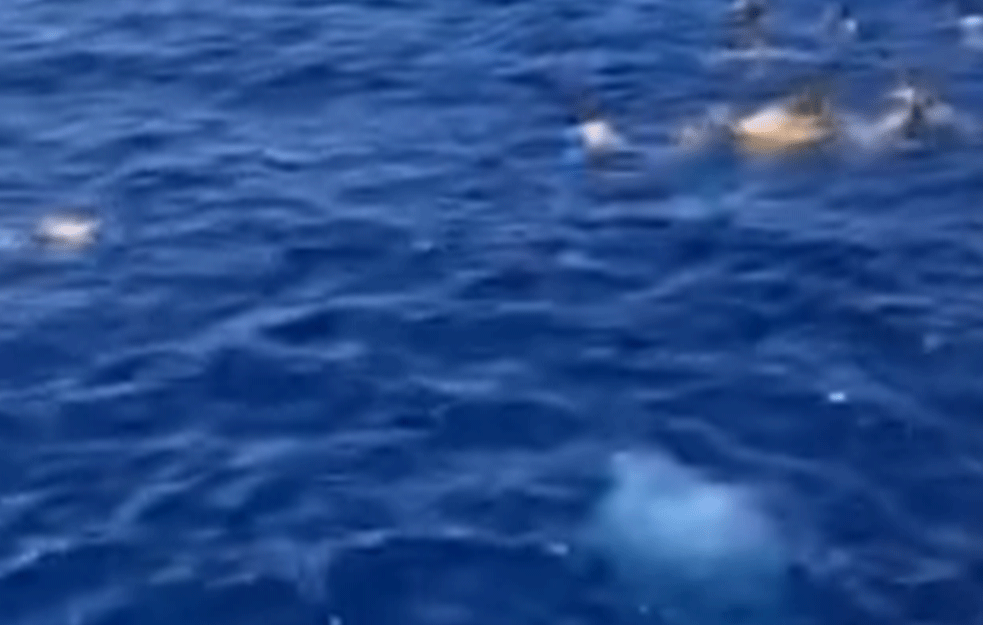 Mirno su plivali, uživali u moru, a onda se začula: BEŽI! AJKULA! (VIDEO)