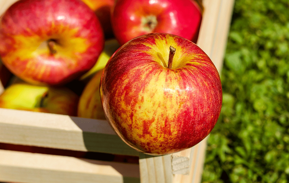 POVOLJNA GODINA ZA JABUČARE: U Pomoravskom okrugu očekuje se 50 do 70 tona jabuke po hektaru