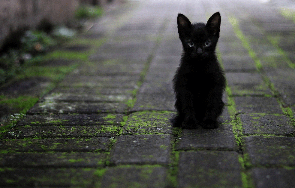 Da li crne mačke zaista donose LOŠU SREĆU? Iznenadiće vas OVIH nekoliko <span style='color:red;'><b>zanimljivost</b></span>i o NJIMA!
