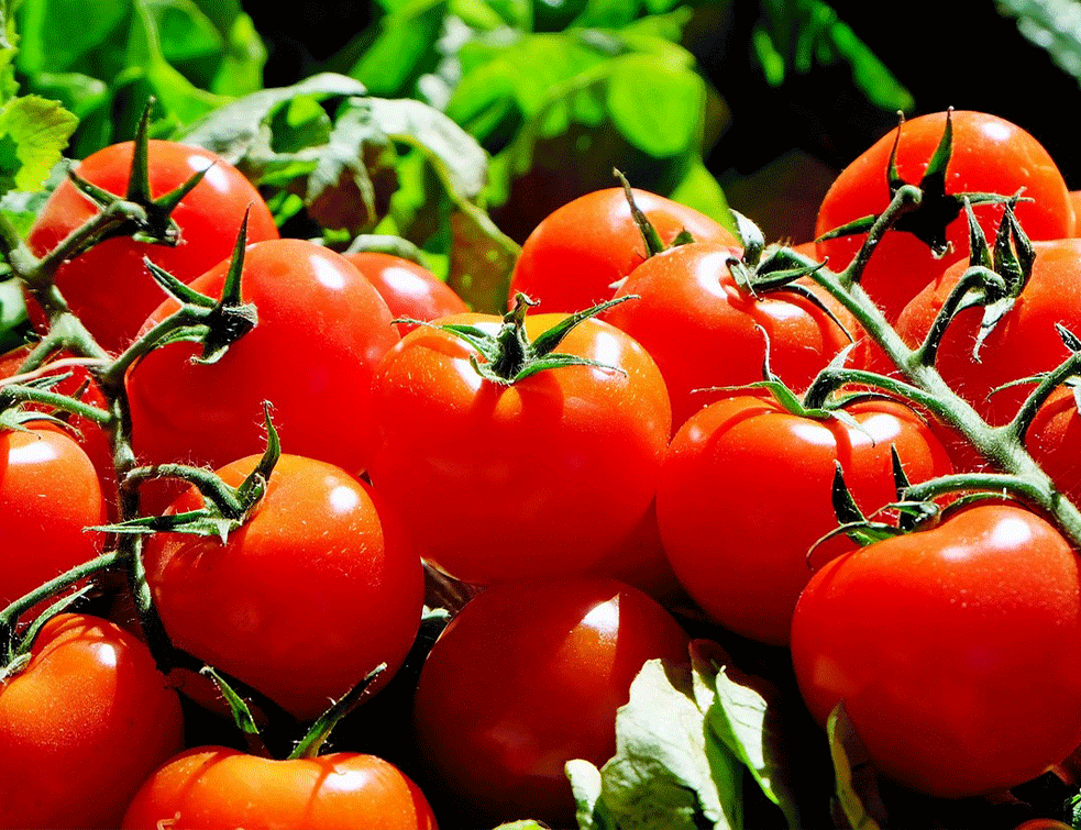 Kako da vam paradajz ostane svež: Trik koji poznaju sve prave domaćice