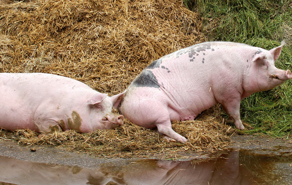 PRIVILEGOVANE SVINJE: Na farmi kod Velike Plane moravke i resavke jedu banane, šargarepu, <span style='color:red;'><b>grožđe</b></span>, karfiol