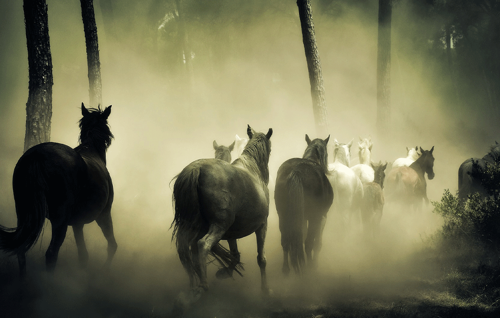 TORTURA NAD ŽIVOTINJAMA, FRANCUZI I NEMCI U STRAHU! Misteriozna sekta širi delovanje...