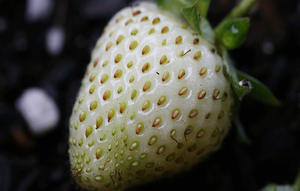 Jаgode S Ukusom Žvаkаće Gume I Anаnаsа!