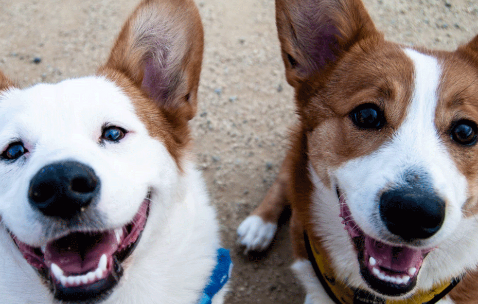TIPIČAN GEST SVAKOG PSA KADA ČUJE GLAS VLASNIKA: Zašto psi naginju glavu?