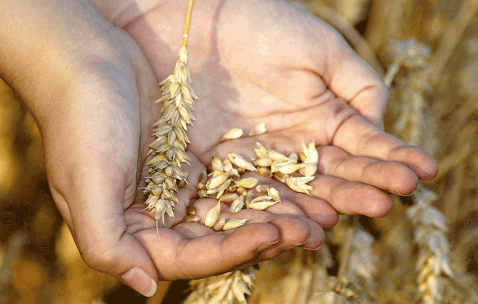 Jedan od najvećih proizvođača pšenice zabranio izvoz