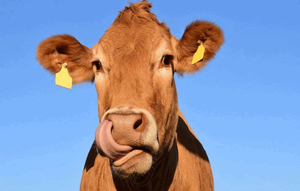 ZAGAĐENJE PLASTIKOM: Ne biste verovali, ali plastiku su pronašli i u kravljem mleku