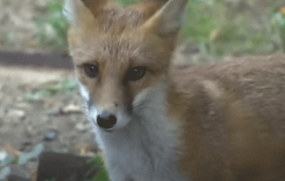 <span style='color:red;'><b>MASKOTA</b></span> OVČAR BANJE ima jednu manu: Lukava lija Leposava animira turiste ali... VOLI DA KRADE! (FOTO) (VIDEO)