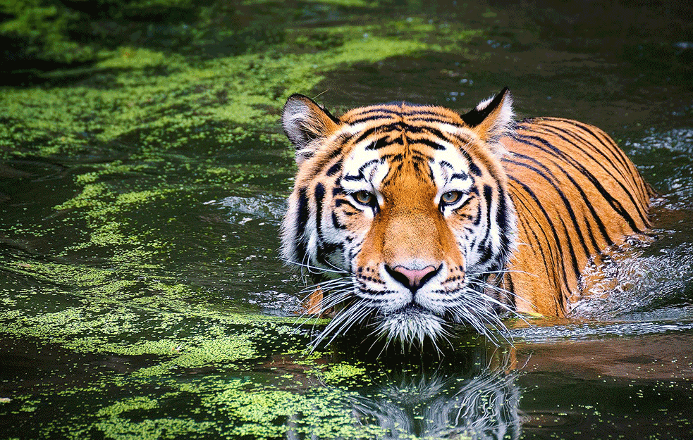POJEO DEVET OSOBA: Indijska policija usmrtila tigra „ljudoždera“
