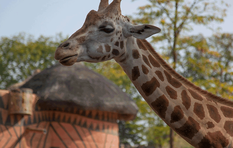 Žirafa rođena bez pega na telu