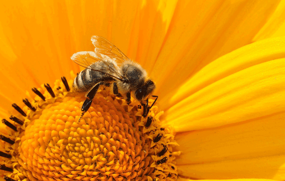 Australijski naučnici otkrili: OTROV PČELA UNIŠTAVA ĆELIJE RAKA DOJKE!