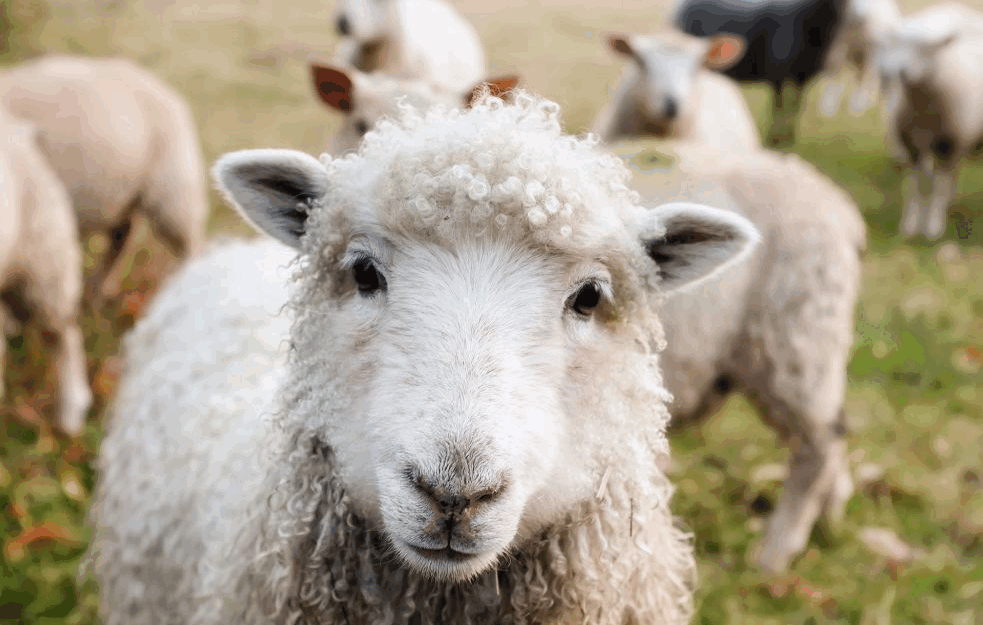 JEDNA VRSTA JE POSEBNO ISPLATIVA: Na šta obratiti pažnju prilikom kupovine ovaca?
