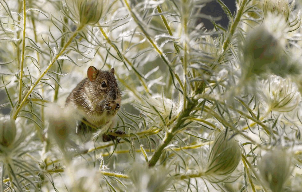 OPREZ, NAROČITO ZA PORODICE SA DECOM: Na KiM zabeležen prvi slučaj mišje groznice