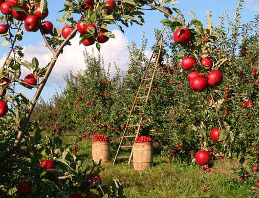 POČINJE <span style='color:red;'><b>BERBA</b></span>: Temperaturne oscilacije smanjile rod jabuke u Banatu