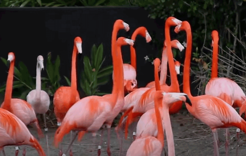 NASTRADALI OD AVIONA: Stradale desetine flamingosa u Mumbaiju