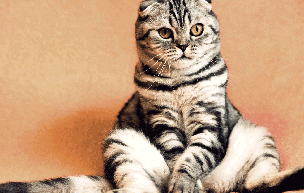 SUJEVERJE ILI JE NEŠTO DRUGO PO SREDI : Šta znači kada mačka kine u vašem pravcu?