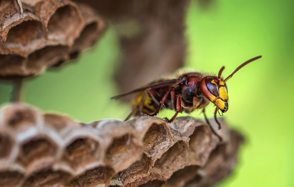 PAPRENA KAZNA AKO UBIJETE OVOG INSEKTA: Mnogi nisu znali