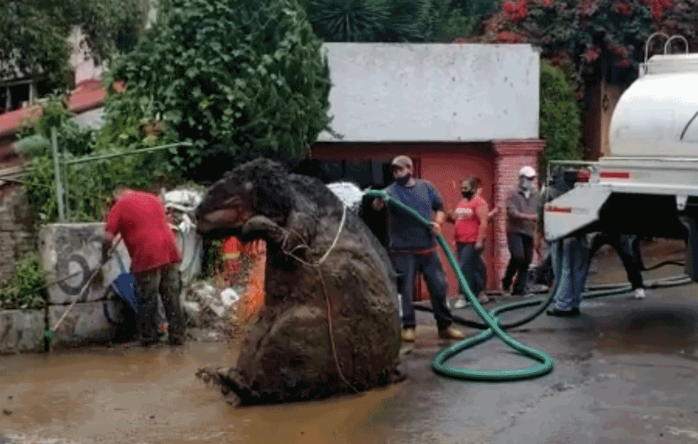 Komunalci iz Meksika ostali zaprepašćeni kada su videli šta je izašlo iz KANALIZACIJE! (VIDEO)