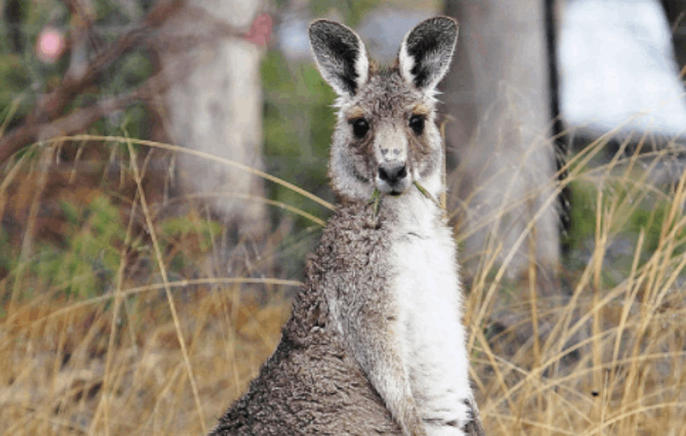 BIZARNA SMRT: Muškarca ubio kengur ljubimac u Australiji