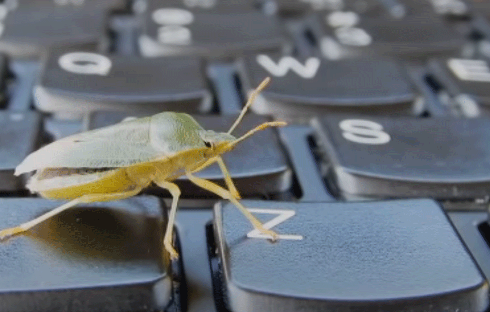 EVO ŠTA JE NAJEFIKASNIJE U BORBI PROTIV SMRDIBUBA: Entomolog preporučuje beli luk i sirće! 