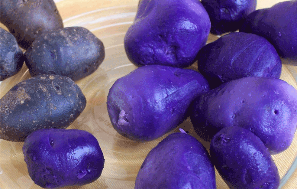 <span style='color:red;'><b>ORGANSKA HRANA</b></span>: Ljubičasti krompir našao plodno tle u Srbiji - ukusniji i manje goji