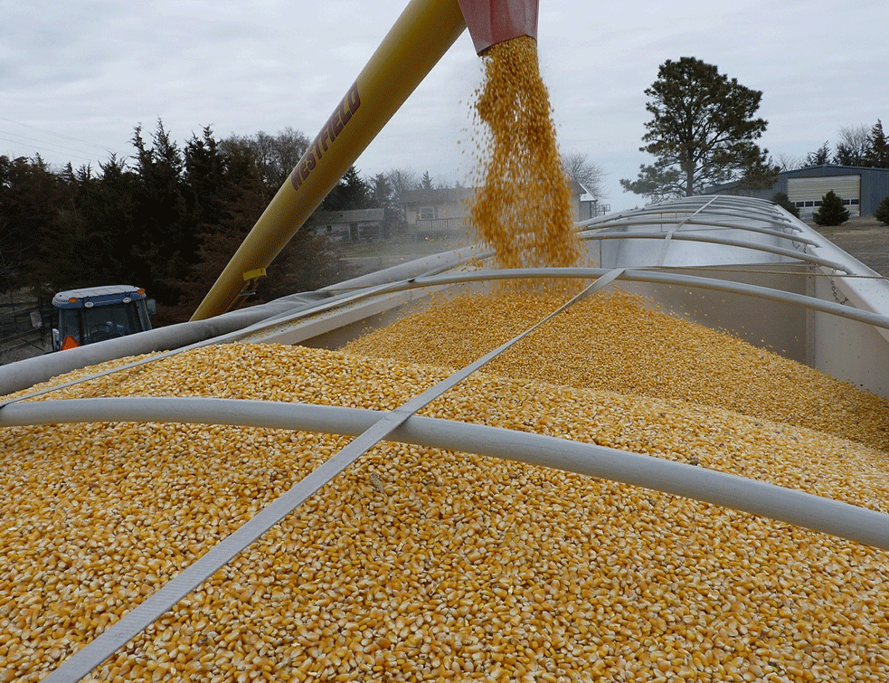 ŠTA ĆEMO JESTI? Rod kukuruza upola manji zbog suše, kiša stigla prekasno