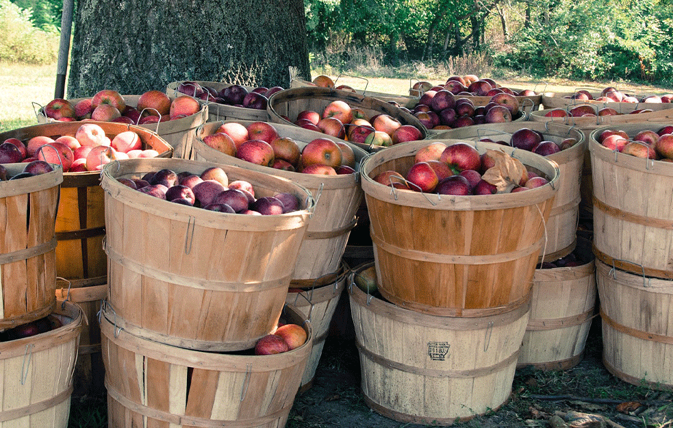 EVO KOME IZVOZIMO RANE SORTE JABUKA: Prinosi jabuke umanjeni