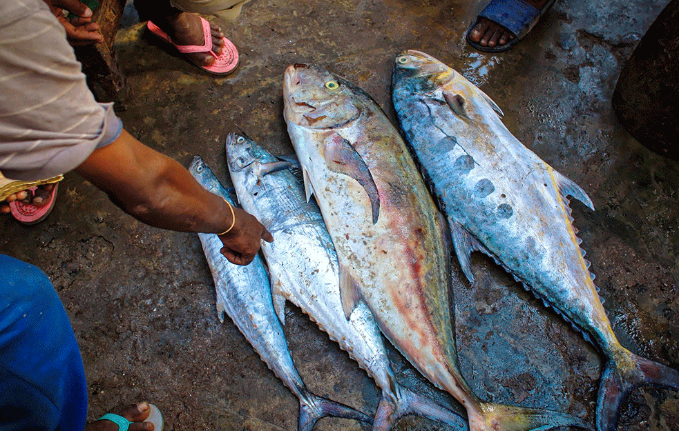 KAKAV ULOV! Ribari u Budvi upecali TUNU kapitalca veću od dva metra! Bogato će zaraditi (FOTO)