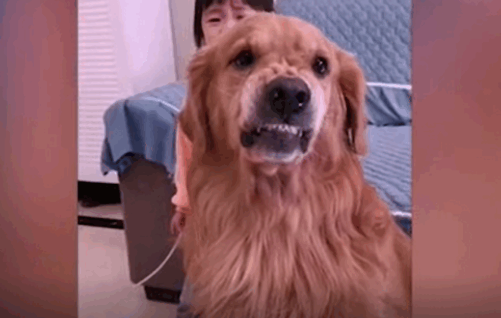 IMA LI BOLJEG PRIJATELJA: Mama grdila ćerkicu, a onda je Hari stao da je zaštiti! (VIDEO)
