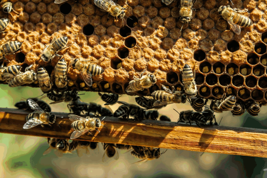 Životni vek pčela se skratio, ovo je problem za ceo svet