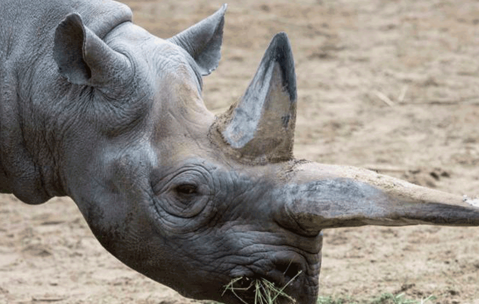 MLADUNČE UGROŽENE VRSTE: U indonezijskom zoološkom vrtu rodilo se mladunče retkog sumatranskog nosoroga (FOTO)