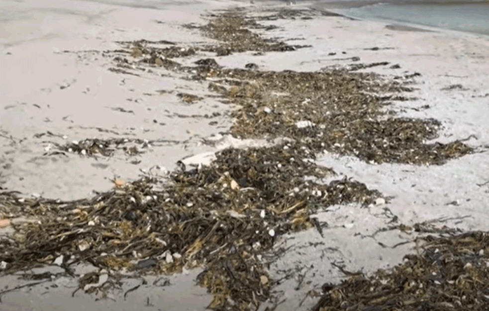 EKOLOŠKA KATASTROFA U RUSIJI: Za pomor morskog sveta na Kamčatki krivac otrovne alge! (VIDEO)