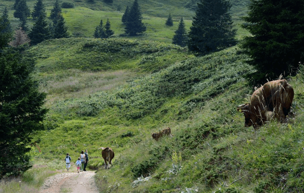 Foto: Wikipedia/ Kopaonik