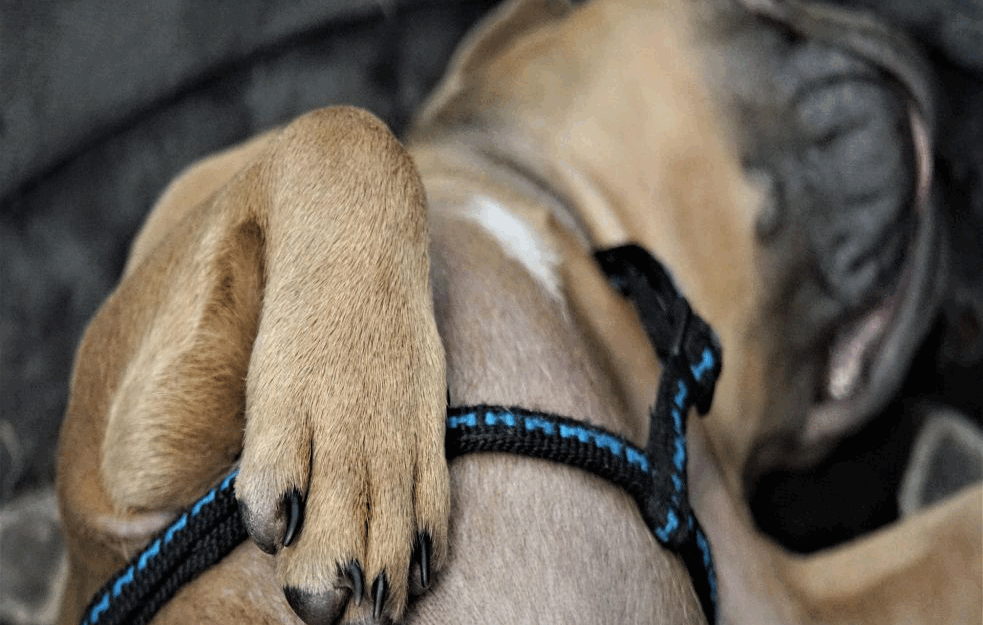 ISTRAŽIVANJE O KUĆNIM LJUBIMCIMA : Otkriveno kako psi utiču na život čoveka