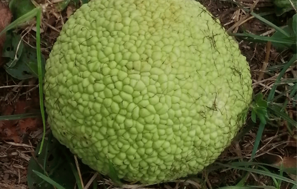 MAKLURA-<span style='color:red;'><b>MAMUT</b></span>SKA JABUKA: Čest gost naših parkova, ŠUTIRATE JE, a niste znali koliko je KORISNA (FOTO)