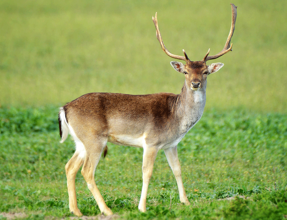 OPOVGRNULI NAVODE: <span style='color:red;'><b>Inspekcija</b></span> tvrdi da je jelen u borskom Zoološkom vrtu potpuno zdrav