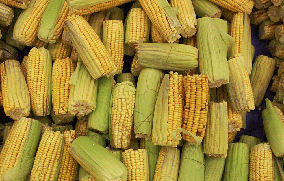 PRODUKTNA BERZA I LOŠE VESTI: Kukuruz oko 34,5 dinara za kilogram, 35% skuplji nego prošle jeseni