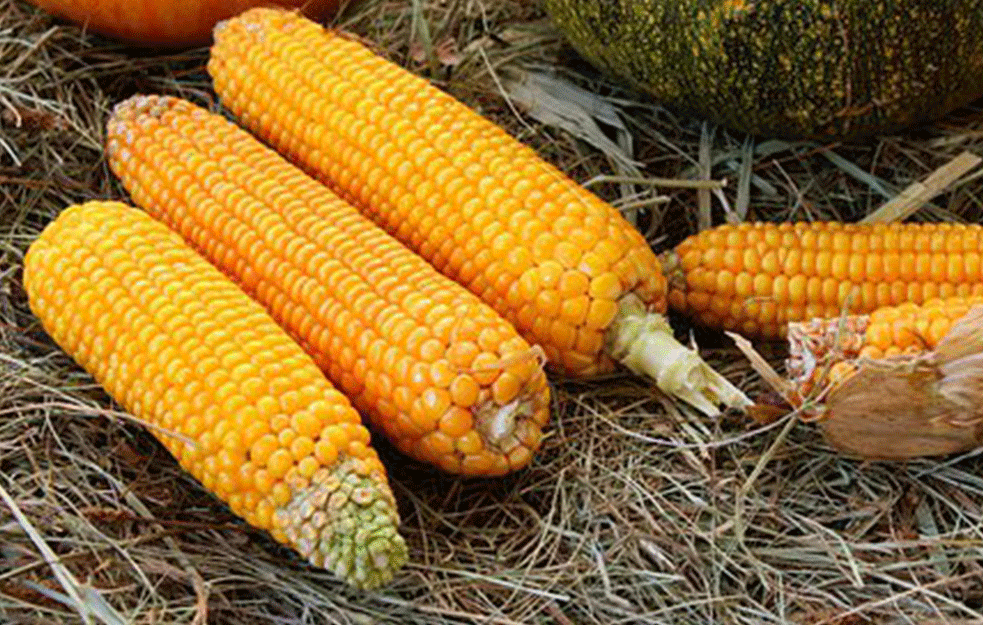 Produktna berza se nije dobro pokazala za pšenicu ove nedelje: Svi kupovali kukuruz