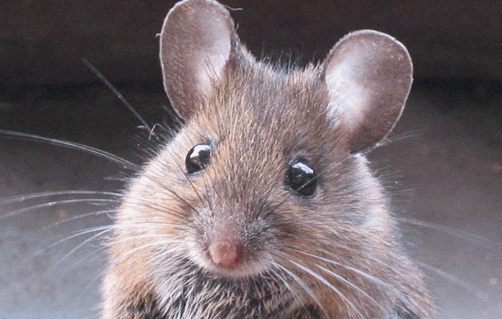 MIŠICA IMA VIŠE OD DEVET GODINA: Najstariji miš na svetu je mišica Pat