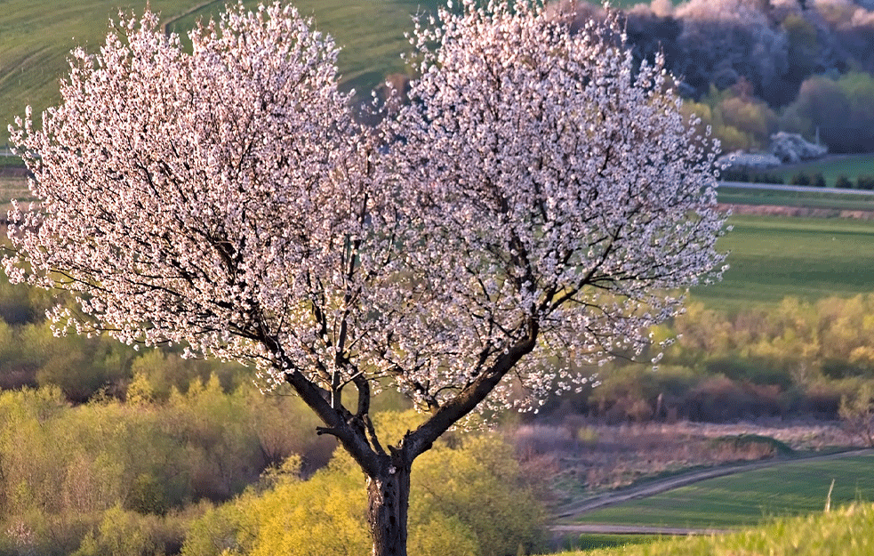 FENOMEN POVEZAN SA GLOBALNIM ZAGREVANJEM: U Tokiju deset dana ranije počela sezona cvetanja trešnje