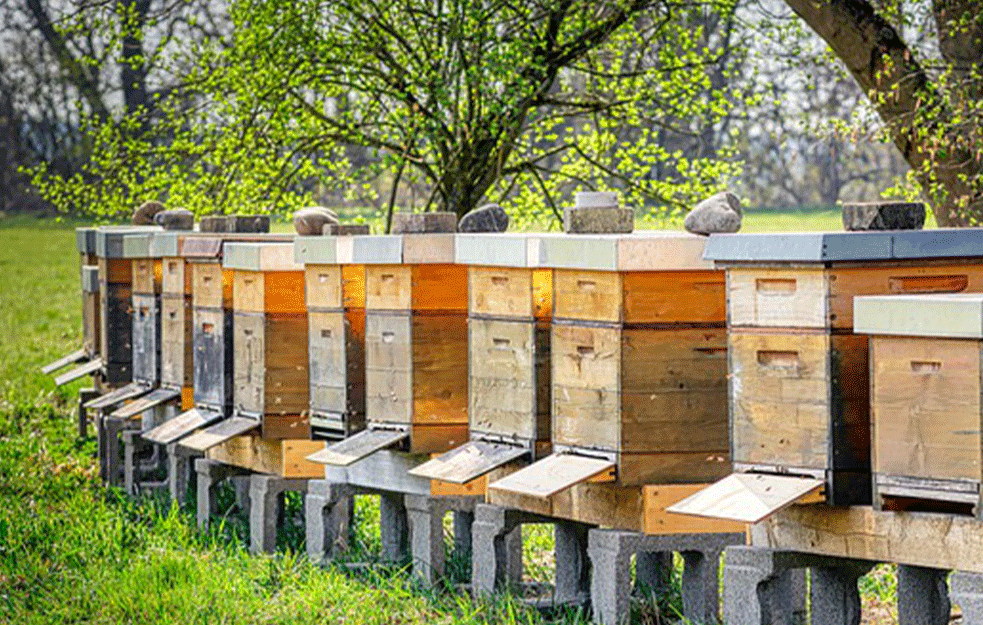 TEHNOLOGIJA VAŽNA ZA PČELARE: Kako savremenom opremom do 50 kg meda po košnici?