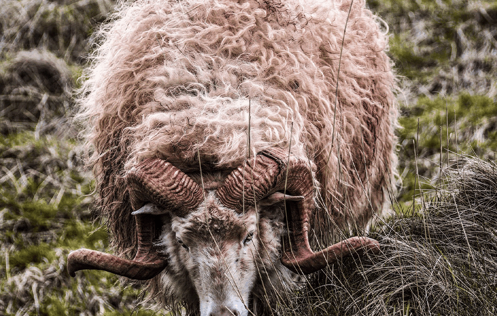 HOROR KOD JAGODINE: Vojkanu (56) je OVAN od 100 KILA polomio KIČMU i ubadao u GLAVU! Pronašli ga roditelji MRTVOG!  
