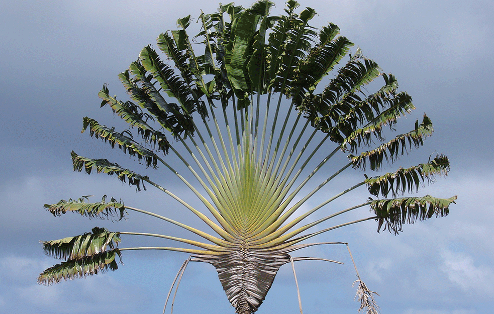 INTERESANTNE BILJKE: Otkrivena nova vrsta palmi koja cveta pod zemljom