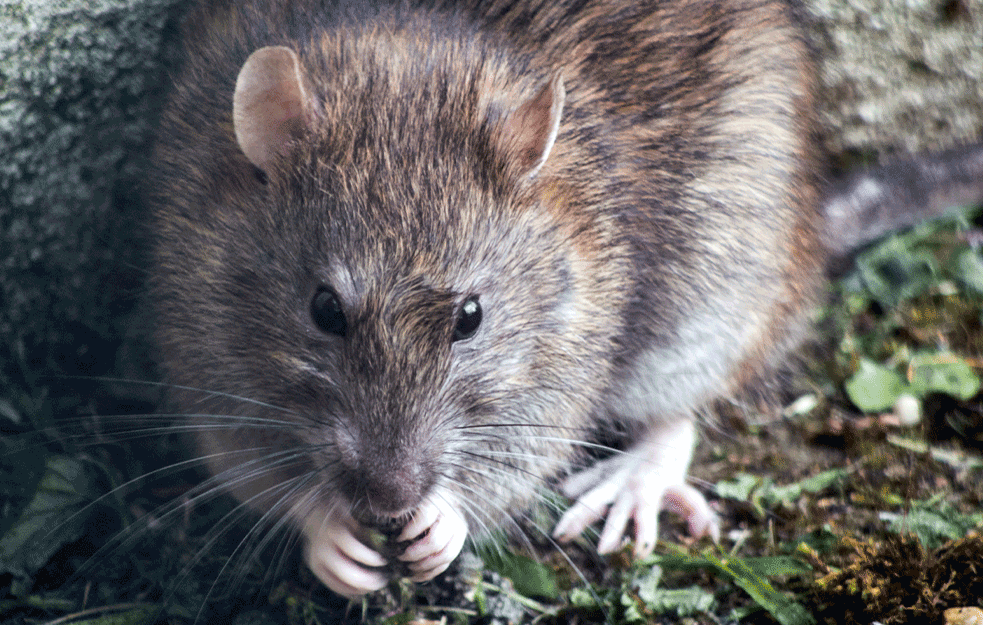 Holanđani uvode hranilice za pacove?