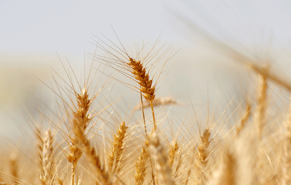 PREDVIĐANJA ZAVODA ZA STATISTIKU: Manji rod pšenice, veći maline i višnje