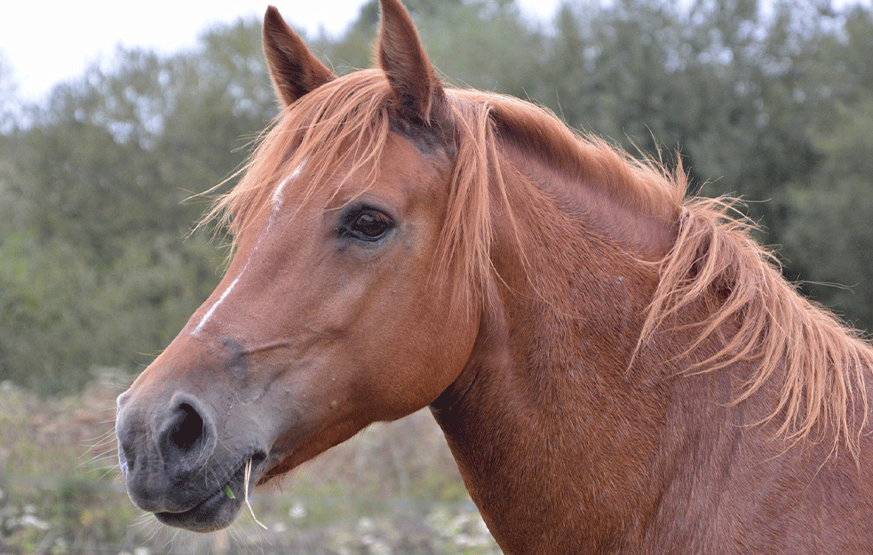 DOŠLI KAO <span style='color:red;'><b>DONACIJA</b></span> IZ AUSTRIJE: U skopskom Zoo vrtu uginula tri konja vredne vrste poreklom iz Mongolije